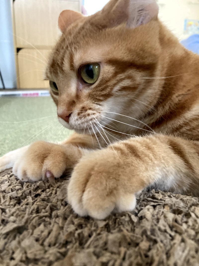 茶トラ猫が毎日少しずつ爪を研ぎ続けてボロボロになった段ボールの痕跡。日々の微小なログが蓄積して巨大な情報群となるビッグデータの概念を表現