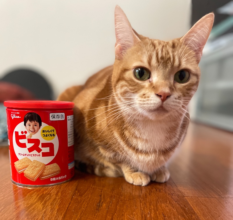 お気に入りのビスコ缶をいつでもすぐに転がして遊べるように、自分のすぐ隣にキープして陣取っている茶トラ猫