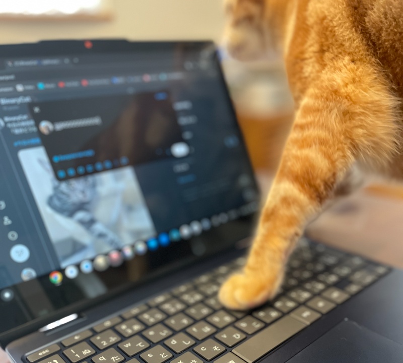 PCのキーボードに左手を乗せ、画面上に謎の文字列「UUUUUUU」の痕跡を残している茶トラ猫