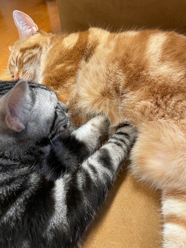 気持ちよさそうに眠る茶トラのお腹を、真剣な表情でふみふみしてベストポジションを探るアメショ
