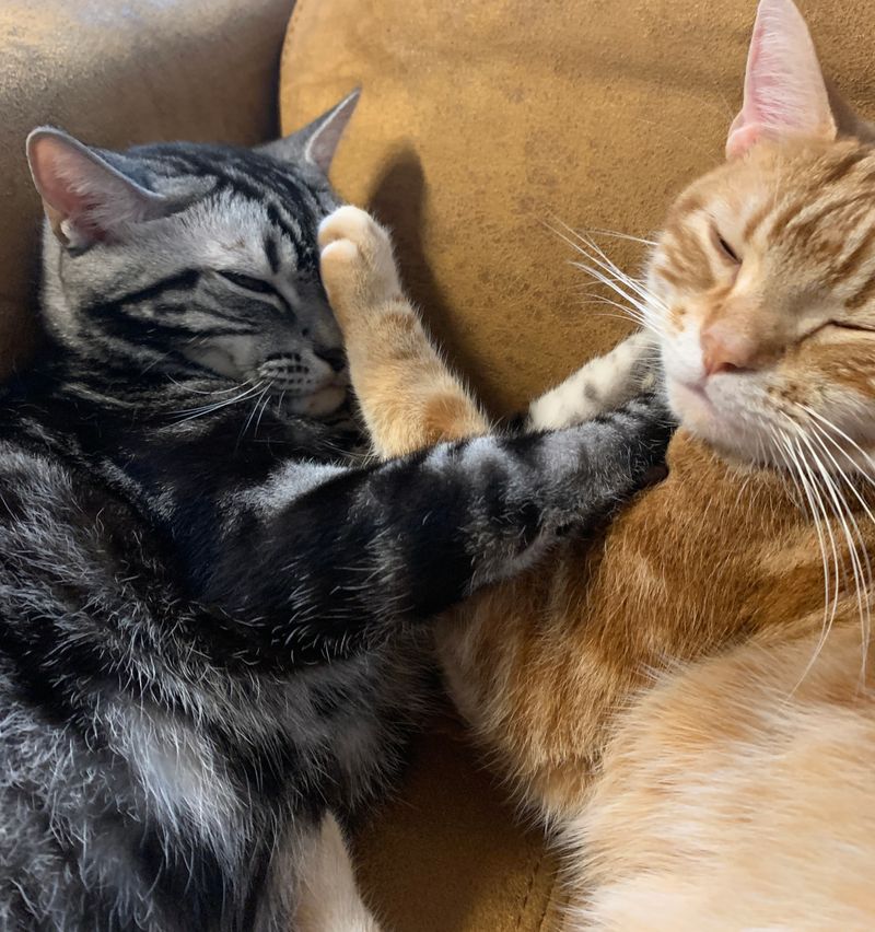 お互いに相手の顔へ向けて猫パンチを放ち、肉球がヒットした状態のまま完全に動きが止まっているアメショと茶トラ猫
