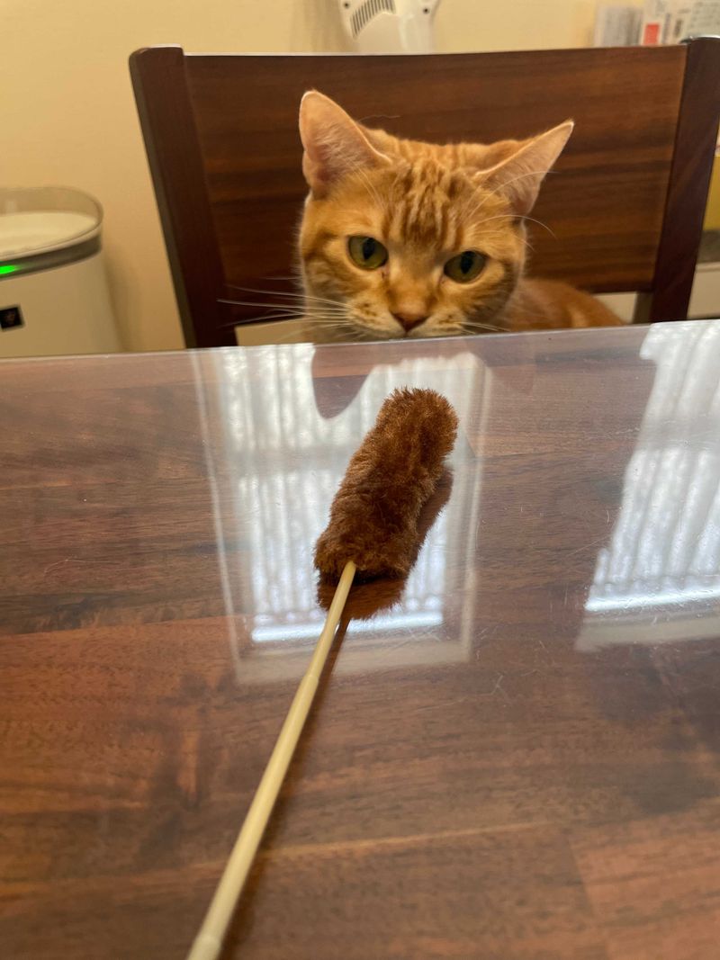 目の前の猫じゃらしを注視しながら、最短で捕獲するためのルートを脳内で計算している茶トラ