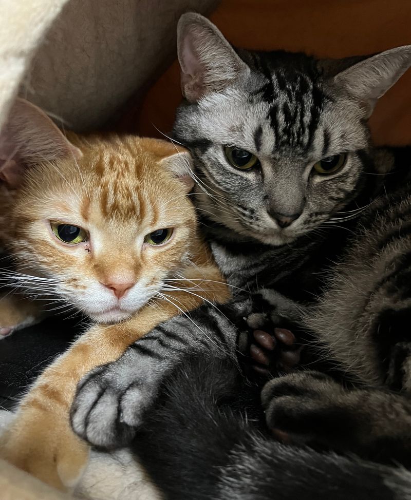 猫テントの中でアメショと茶トラが幸せそうな顔で寄り添う様子