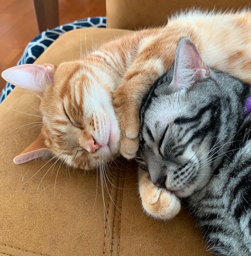 寄り添って眠る2匹の猫。茶トラがアメショの頭にそっと前足を乗せ、まるで落ち込んだ相手を優しくヨシヨシと慰めて元の元気な状態へ戻そうとしているような姿