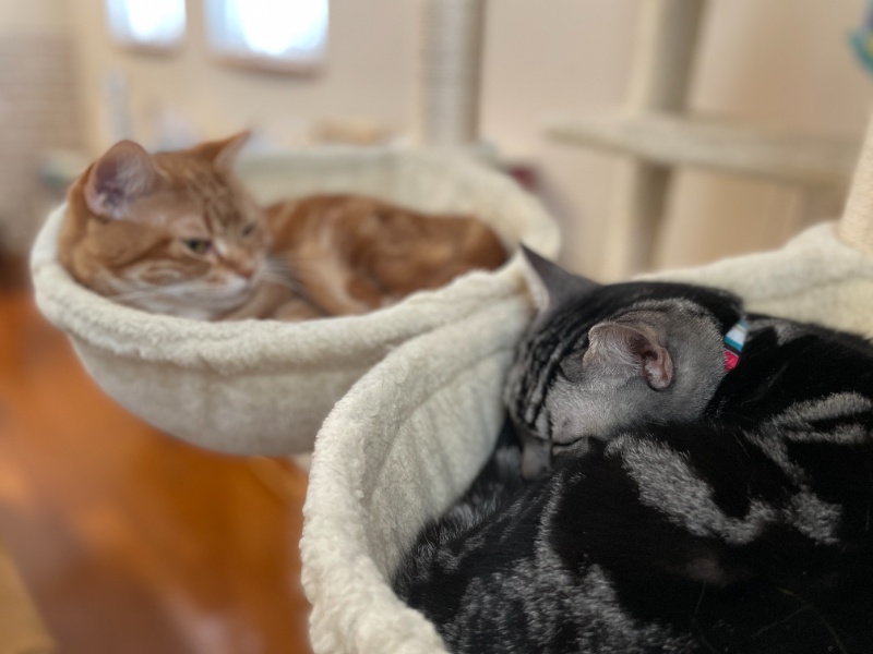 キャットタワーに備え付けられた別々のハンモックに収納され、それぞれ独立してくつろぐ茶トラとアメショ