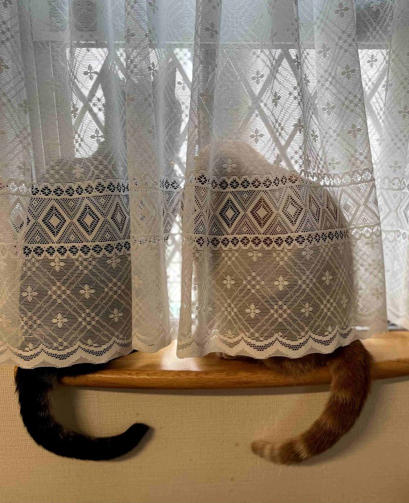 カーテンをめくっても猫がいない、空っぽの場所 404 Not Found