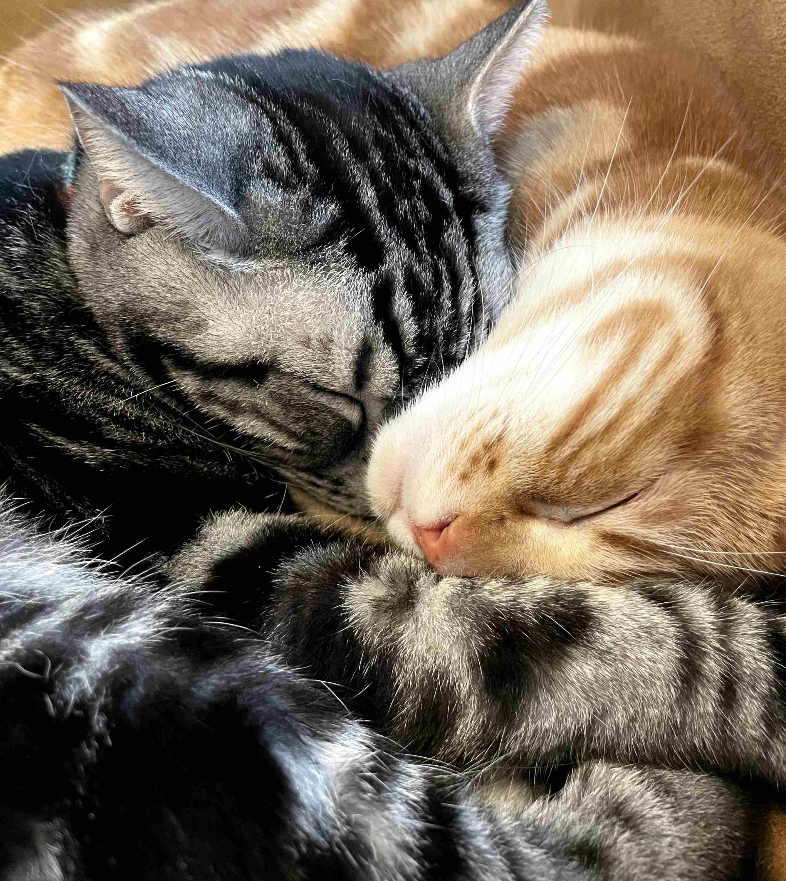お互いのモフモフに埋もれて爆睡し、一切の反応がない猫たち 503 Service Unavailable