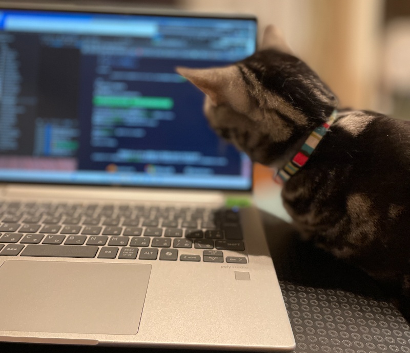 ノートPCの画面に表示されたソースコードを真剣な眼差しで見つめるアメショ