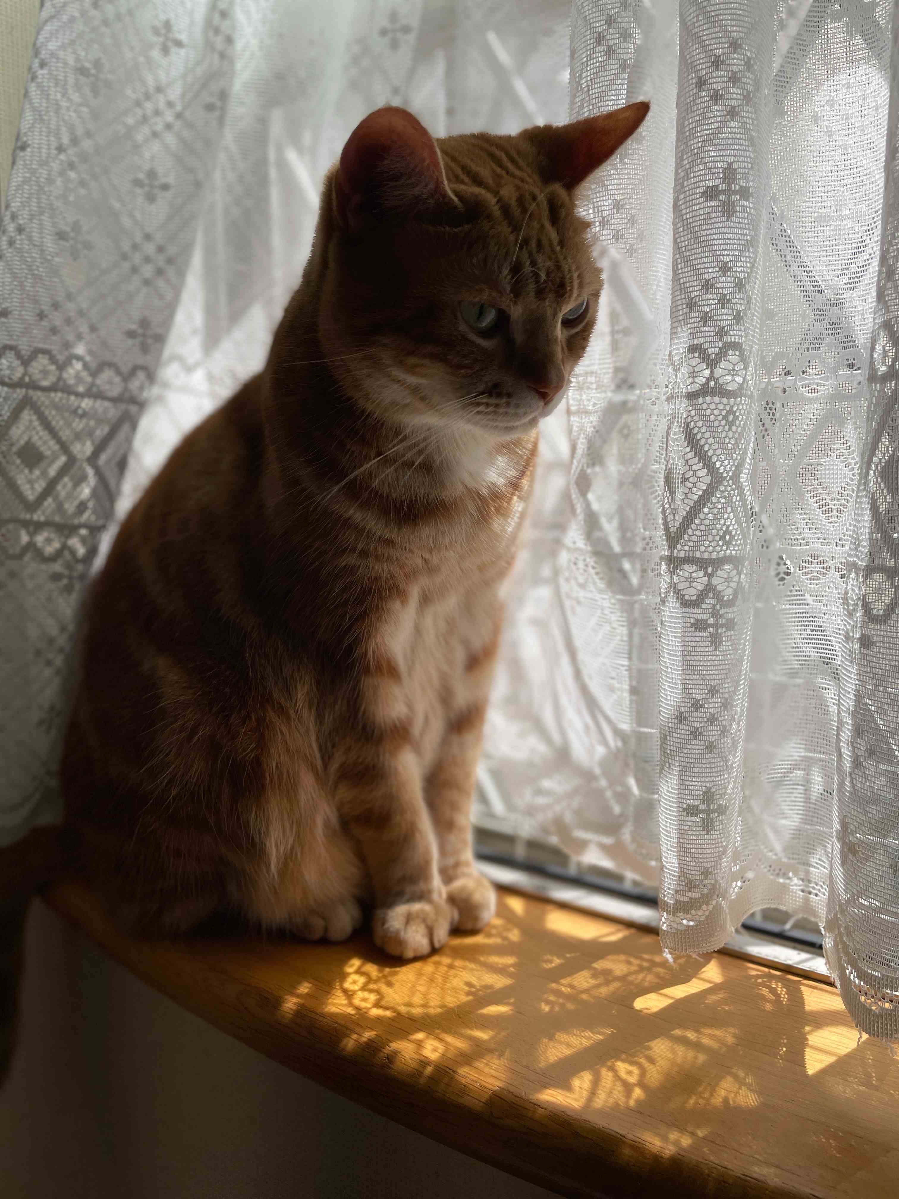 日中にあえて暗い部屋の窓際に座り、静かに思いにふけている茶トラ猫