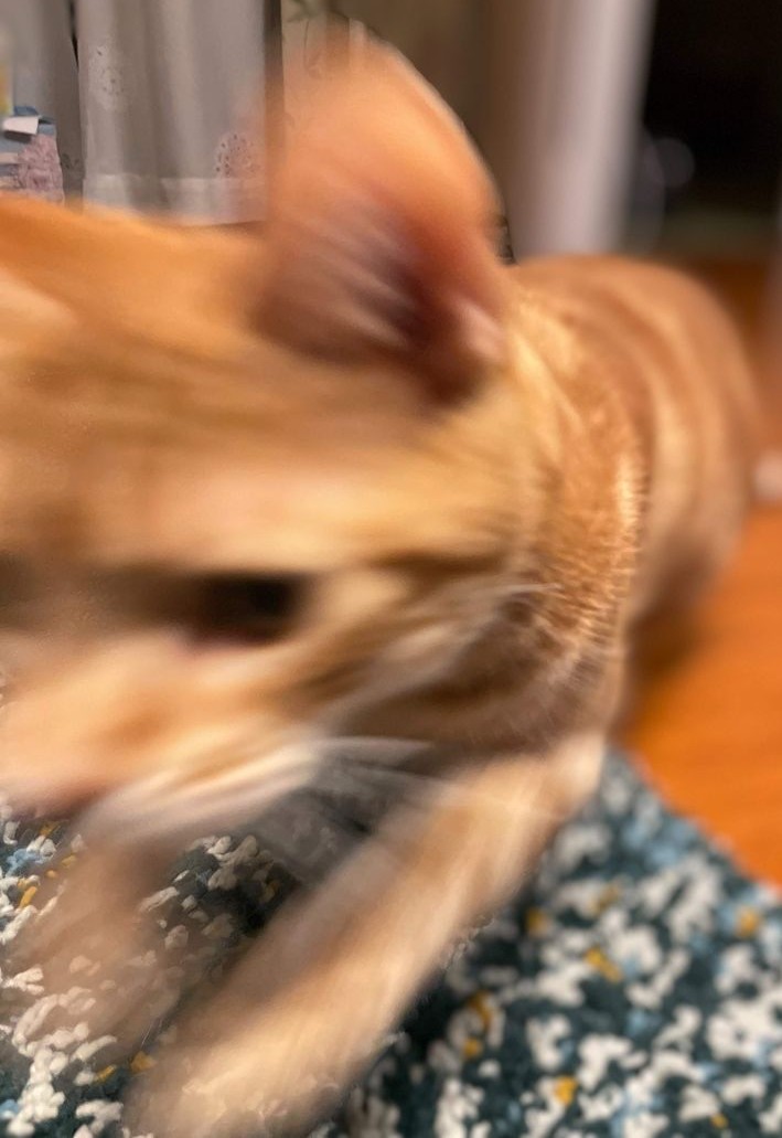 カメラのシャッタースピードが追いつかず完全にブレブレになりながらこちらに突進してくる茶トラ
