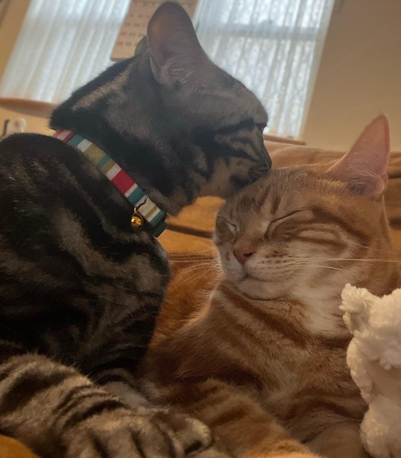 アメショ猫が茶トラ猫の頭を直接丁寧に毛づくろいしている、サーバーを介さない直接通信（P2P）のイメージ写真。