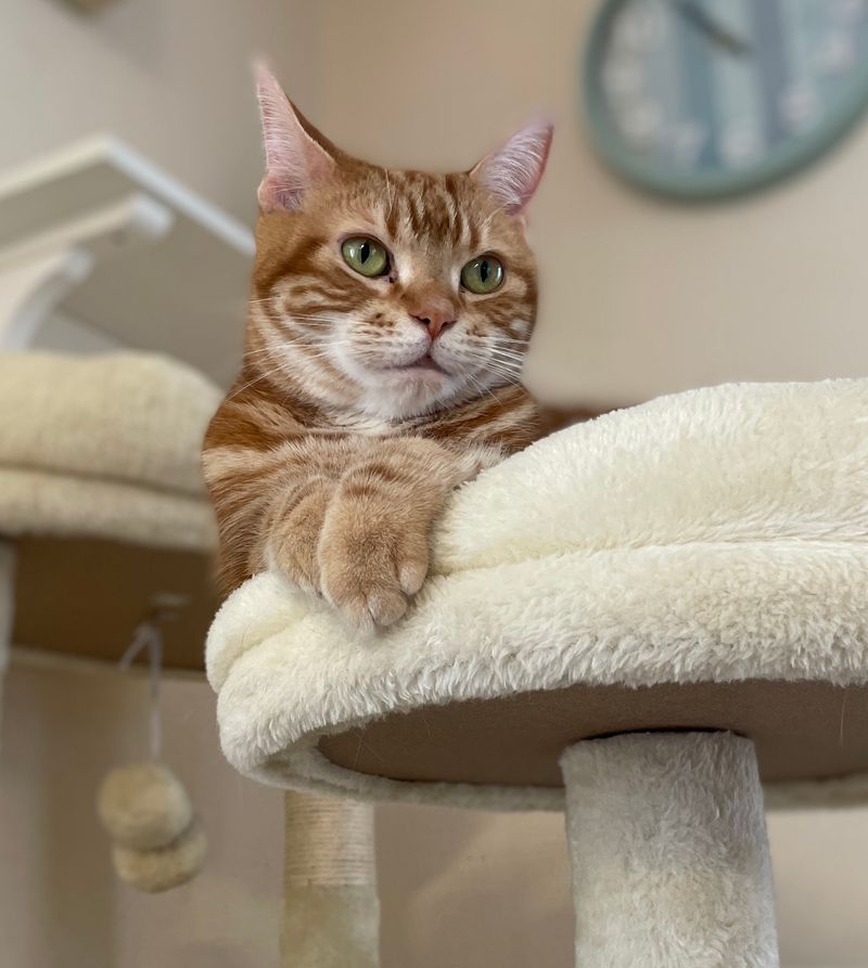 キャットタワーの最上段から凛とした表情で遠くの未来を見つめる茶トラ