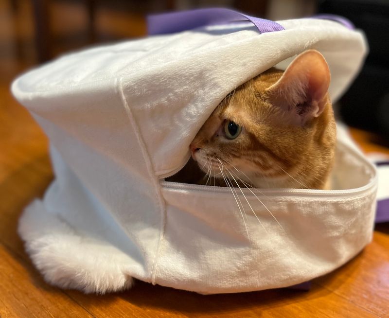 カバンの狭い隙間にすっぽりと身を潜め、片目だけを鋭く覗かせて外の様子を警戒・チェックしている茶トラの猫