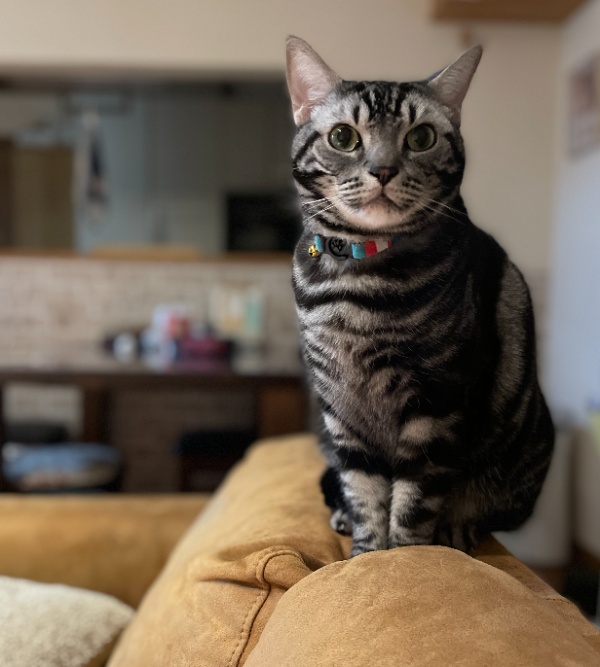 ソファーの背もたれがキャットタワーへの最短ルートだと完全に熟知してドヤ顔を決めるアメショ