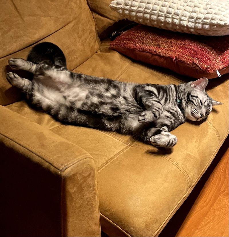 ソファーの上で四肢を思い切り伸ばし、驚くほど体が長くなっているアメリカンショートヘアの猫