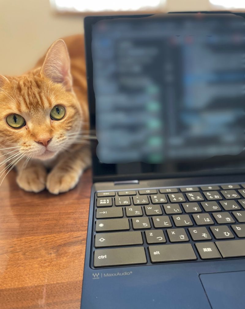 PC画面の横で飼い主を見守り、自分の存在をアピールする茶トラ猫