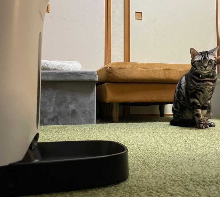 自動給餌器（カリカリマシーン）の手前で、いつでもご飯が食べられる状態を無言で待つアメリカンショートヘア