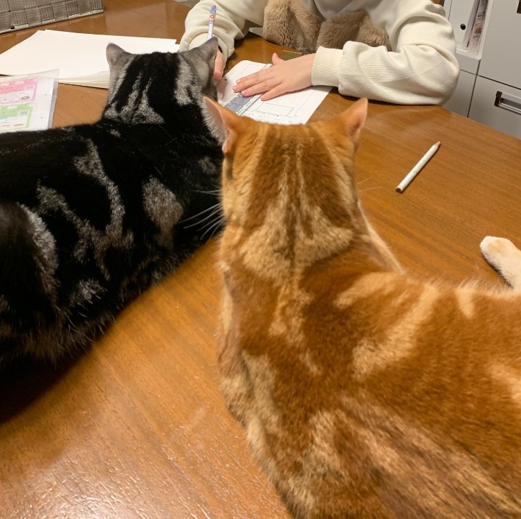 アメショと茶トラの2匹が、机に向かって勉強している子供の正面に座り、じっと見つめて監視している様子。約束された品質（勉強時間）が守られているかをモニタリングするSLAの概念を表現