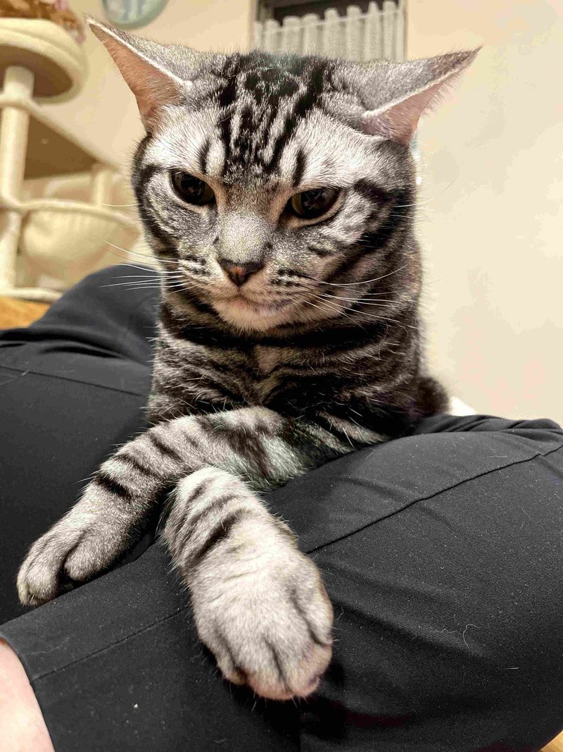 飼い主の太ももの上で綺麗に腕を組み、うつむき加減で深く考え込んでいるアメショ